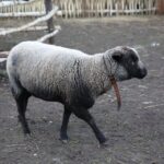 Żywa szopka w Chęcinach / Kamil Król / Radio Kielce