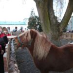 Żywa szopka w Chęcinach / Kamil Król / Radio Kielce