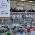 Wystawa Gołebi w Targach Kielce / Kamil Król / Radio Kielce