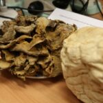 Noc Biologów w Instytucie Biologii na UJK. / Piotr Michalski / Radio Kielce