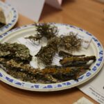 Noc Biologów w Instytucie Biologii na UJK. / Piotr Michalski / Radio Kielce