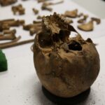 Noc Biologów w Instytucie Biologii na UJK. / Piotr Michalski / Radio Kielce