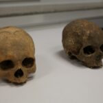 Noc Biologów w Instytucie Biologii na UJK. / Piotr Michalski / Radio Kielce