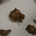 Noc Biologów w Instytucie Biologii na UJK. / Piotr Michalski / Radio Kielce