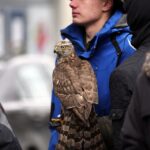 Kwesta na kieleckich ulicach - sokolnicy / Stanisław Blinstrub / Radio Kielce