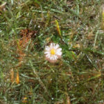 Stokrotki zamienione w lodowe rzeźby w ogrodzie Radia Kielce. / Wojciech Habdas / Radio Kielce