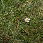 Stokrotki zamienione w lodowe rzeźby w ogrodzie Radia Kielce. / Wojciech Habdas / Radio Kielce