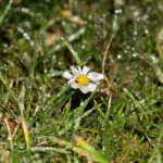 Stokrotki zamienione w lodowe rzeźby w ogrodzie Radia Kielce. / Wojciech Habdas / Radio Kielce