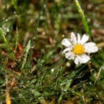 Stokrotki zamienione w lodowe rzeźby w ogrodzie Radia Kielce. / Wojciech Habdas / Radio Kielce