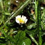 Stokrotki zamienione w lodowe rzeźby w ogrodzie Radia Kielce. / Wojciech Habdas / Radio Kielce