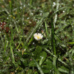 Stokrotki zamienione w lodowe rzeźby w ogrodzie Radia Kielce. / Wojciech Habdas / Radio Kielce