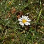 Stokrotki zamienione w lodowe rzeźby w ogrodzie Radia Kielce. / Wojciech Habdas / Radio Kielce