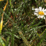 Stokrotki zamienione w lodowe rzeźby w ogrodzie Radia Kielce. / Wojciech Habdas / Radio Kielce