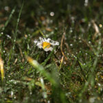 Stokrotki zamienione w lodowe rzeźby w ogrodzie Radia Kielce. / Wojciech Habdas / Radio Kielce