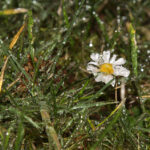 Stokrotki zamienione w lodowe rzeźby w ogrodzie Radia Kielce. / Wojciech Habdas / Radio Kielce