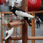 Krajowa Wystawa Gołębi Rasowych i Drobiu Ozdobnego w Targach Kielce / Wojciech Habdas / Radio Kielce