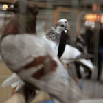 Krajowa Wystawa Gołębi Rasowych i Drobiu Ozdobnego w Targach Kielce / Wojciech Habdas / Radio Kielce