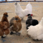 Krajowa Wystawa Gołębi Rasowych i Drobiu Ozdobnego w Targach Kielce / Wojciech Habdas / Radio Kielce