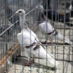 Krajowa Wystawa Gołębi Rasowych i Drobiu Ozdobnego w Targach Kielce / Wojciech Habdas / Radio Kielce