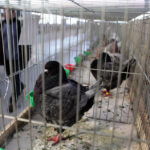 Krajowa Wystawa Gołębi Rasowych i Drobiu Ozdobnego w Targach Kielce / Wojciech Habdas / Radio Kielce