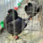 Krajowa Wystawa Gołębi Rasowych i Drobiu Ozdobnego w Targach Kielce / Wojciech Habdas / Radio Kielce