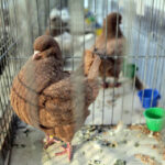 Krajowa Wystawa Gołębi Rasowych i Drobiu Ozdobnego w Targach Kielce / Wojciech Habdas / Radio Kielce