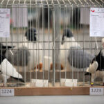 Krajowa Wystawa Gołębi Rasowych i Drobiu Ozdobnego w Targach Kielce / Wojciech Habdas / Radio Kielce