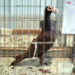 Krajowa Wystawa Gołębi Rasowych i Drobiu Ozdobnego w Targach Kielce / Wojciech Habdas / Radio Kielce