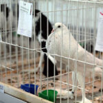 Krajowa Wystawa Gołębi Rasowych i Drobiu Ozdobnego w Targach Kielce / Wojciech Habdas / Radio Kielce