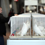 Krajowa Wystawa Gołębi Rasowych i Drobiu Ozdobnego w Targach Kielce / Wojciech Habdas / Radio Kielce