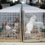 Krajowa Wystawa Gołębi Rasowych i Drobiu Ozdobnego w Targach Kielce / Wojciech Habdas / Radio Kielce