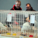 Krajowa Wystawa Gołębi Rasowych i Drobiu Ozdobnego w Targach Kielce / Wojciech Habdas / Radio Kielce