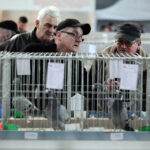 Krajowa Wystawa Gołębi Rasowych i Drobiu Ozdobnego w Targach Kielce / Wojciech Habdas / Radio Kielce