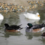 Krajowa Wystawa Gołębi Rasowych i Drobiu Ozdobnego w Targach Kielce / Wojciech Habdas / Radio Kielce