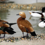 Krajowa Wystawa Gołębi Rasowych i Drobiu Ozdobnego w Targach Kielce / Wojciech Habdas / Radio Kielce