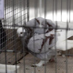 Krajowa Wystawa Gołębi Rasowych i Drobiu Ozdobnego w Targach Kielce / Wojciech Habdas / Radio Kielce