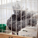 Krajowa Wystawa Gołębi Rasowych i Drobiu Ozdobnego w Targach Kielce / Wojciech Habdas / Radio Kielce