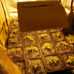 W centrum Kielc 37-latek hodował konopie indyjskie. Policjanci zabezpieczyli także kilogram amfetaminy,  i gotową do sprzedaży marihuanę. / mat. policji