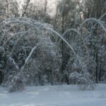 Zniszczone lasy w Nadleśnictwie Ostrowiec / Teresa Czajkowska / Radio Kielce