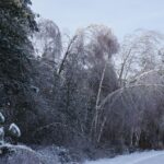 Zniszczone lasy w Nadleśnictwie Ostrowiec / Teresa Czajkowska / Radio Kielce