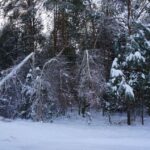 Zniszczone lasy w Nadleśnictwie Ostrowiec / Teresa Czajkowska / Radio Kielce