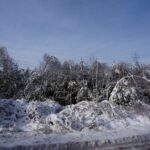 Zniszczone lasy w Nadleśnictwie Ostrowiec / Teresa Czajkowska / Radio Kielce