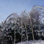 Zniszczone lasy w Nadleśnictwie Ostrowiec / Teresa Czajkowska / Radio Kielce