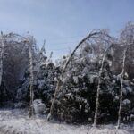 Zniszczone lasy w Nadleśnictwie Ostrowiec / Teresa Czajkowska / Radio Kielce