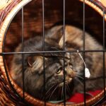 Święto Kotów w Muzeum Zabawek i Zabawy / Kamil Król / Radio Kielce