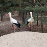 Audycja Dzień Dobry Dzieci z Ptasiego Azylu / Arkadiusz Miller / Radio Kielce