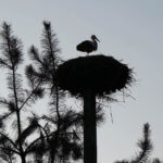 Audycja Dzień Dobry Dzieci z Ptasiego Azylu / Arkadiusz Miller / Radio Kielce