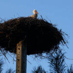 Audycja Dzień Dobry Dzieci z Ptasiego Azylu / Arkadiusz Miller / Radio Kielce