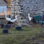 Audycja Dzień Dobry Dzieci z Ptasiego Azylu / Arkadiusz Miller / Radio Kielce