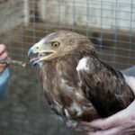 Audycja Dzień Dobry Dzieci z Ptasiego Azylu / Arkadiusz Miller / Radio Kielce